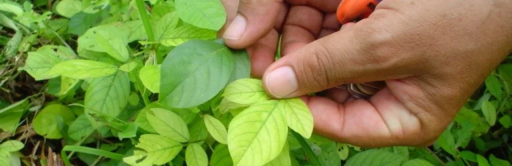 Microorganismos promotores de crecimiento vegetal en palma de aceite