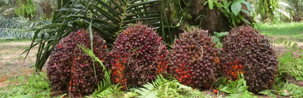 Producción de aceite de palma supera 1,24 millones de toneladas entre enero y julio de 2026