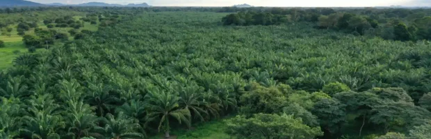 ¿Qué tanto sabe sobre la palmicultura libre de deforestación?
