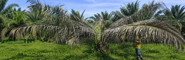 Pudrición de cogollo (PC) en la Zona Norte. ¿Cuál ha sido su impacto económico?